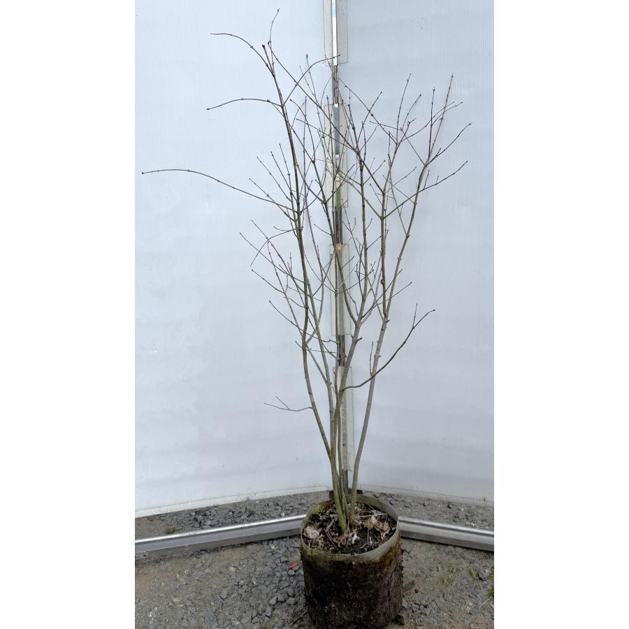 アオダモ 4本株立ち 約1.5m 現品発送 特大株 植木 苗木 大苗 マルバ