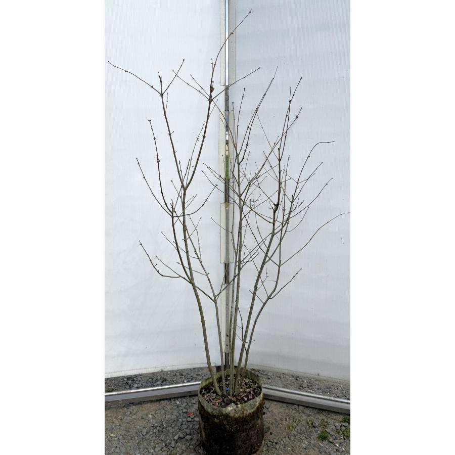 アオダモ 6本株立ち 約1.6m 現品発送 特大株 植木 苗木 大苗 マルバ 