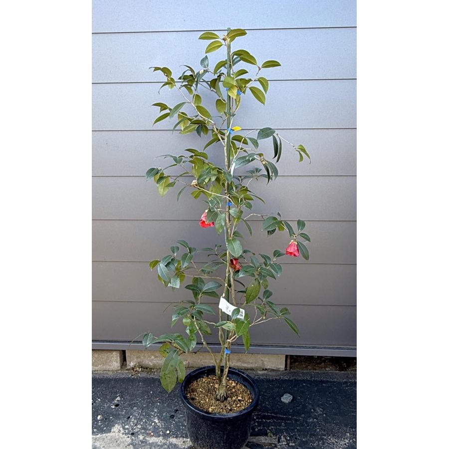 鉢植え椿の木 ヤブツバキ 約1.5m 現品発送 特大株 藪椿 赤花ツバキ
