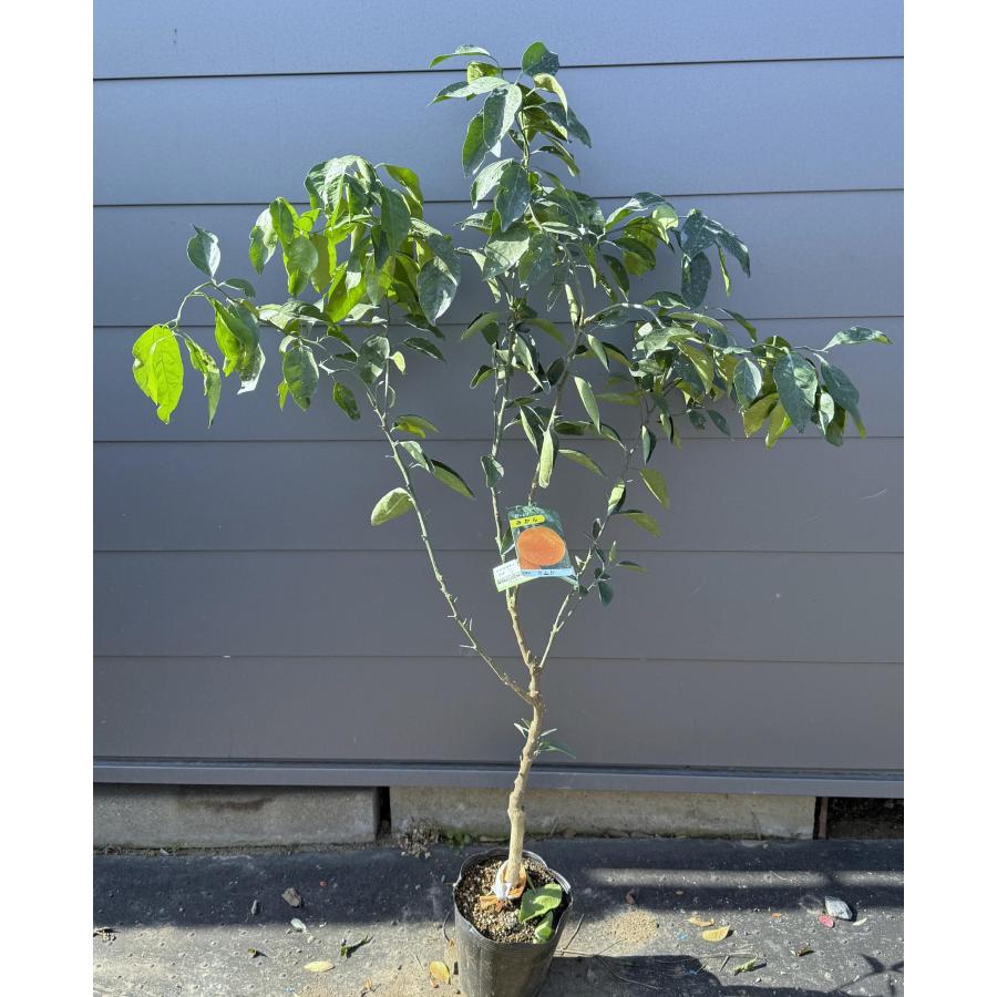 種苗登録温州みかんの木 せとか 約1.4m 現品発送 特許を取得した温州
