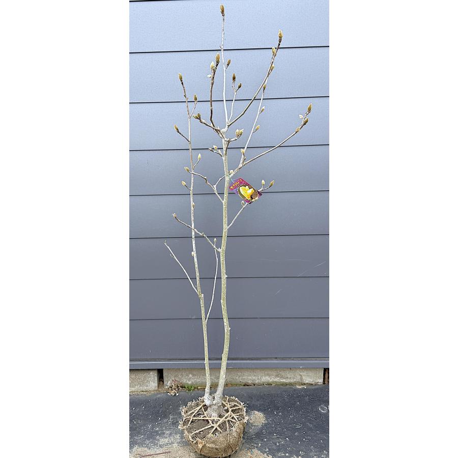 黄花モクレン エリザベス 株立ち 約1.6m 現品発送 特大植木苗木 黄