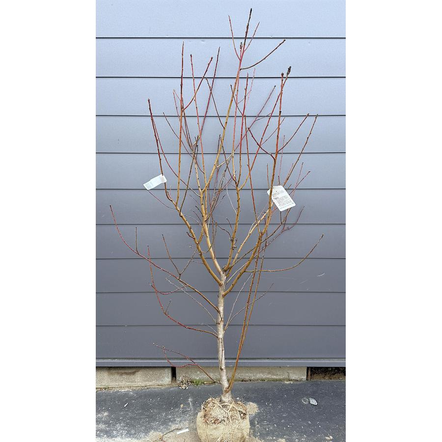 桃の木 大久保桃 約2m 現品発送 特大株 特大植木苗木 オオクボ桃
