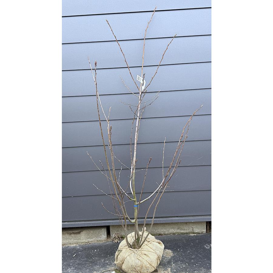 苗木・植木 実つき良し。ジューンベリー大株立ち1.8M(鉢底から)品番A
