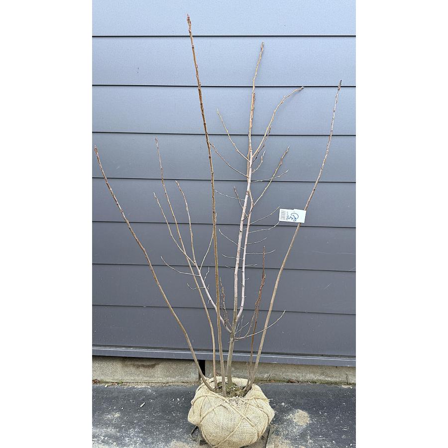 ジューンベリー 株立ち 約1.5m 現品発送 特大株 植木 苗木 大苗 