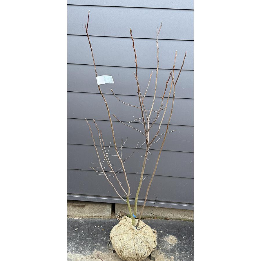 ジューンベリー 4本株立ち 約1.4m 現品発送 豪華株 植木 苗木 大苗 