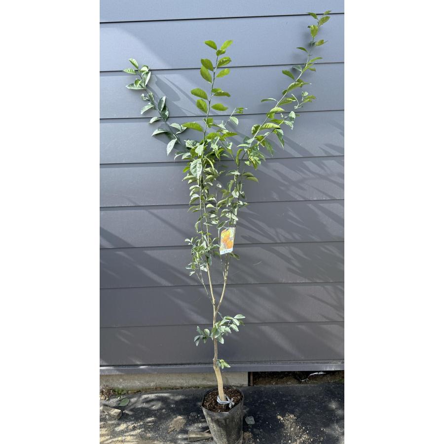 種無しみかんの木 桜島小みかん 約1.7m 現品発送 特大株 植木 苗木