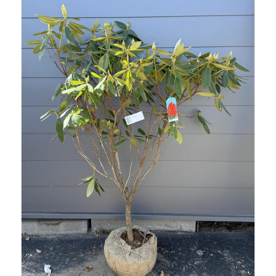 赤花西洋シャクナゲ バルカン 約1.5m 現品発送 特大株 植木 苗木 大苗 