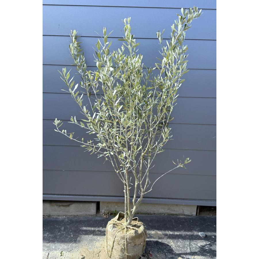 オリーブの木 シプレッシーノ 株立ち 約1.5m 現品発送 特大株 植木