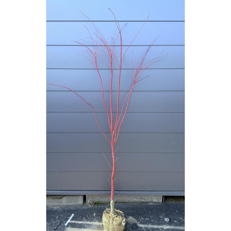 サンゴモミジ 約1.8m 現品発送 特大株 植木苗木 珊瑚モミジ 珊瑚紅葉