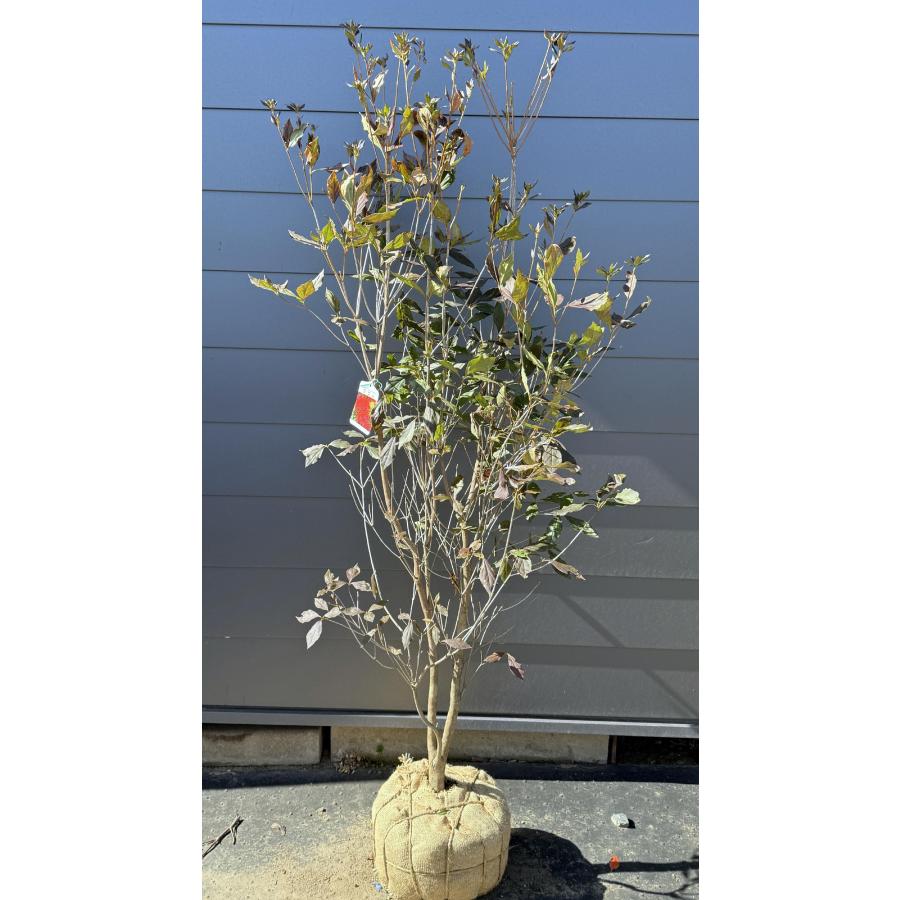 和田ミツバツツジ 株立ち 約1.8m 現品発送 特大株 植木苗木大苗 紫花