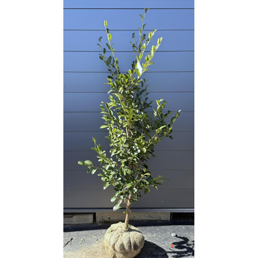 榊 サカキ 約2m 現品販売 特大株 植木 苗木 大苗 榊の木 本榊 常緑樹 