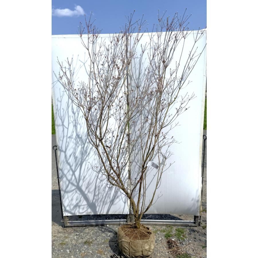 白花ミツバツツジ 株立ち 約2.1m 現品発送 一点物 豪華株 超特大株