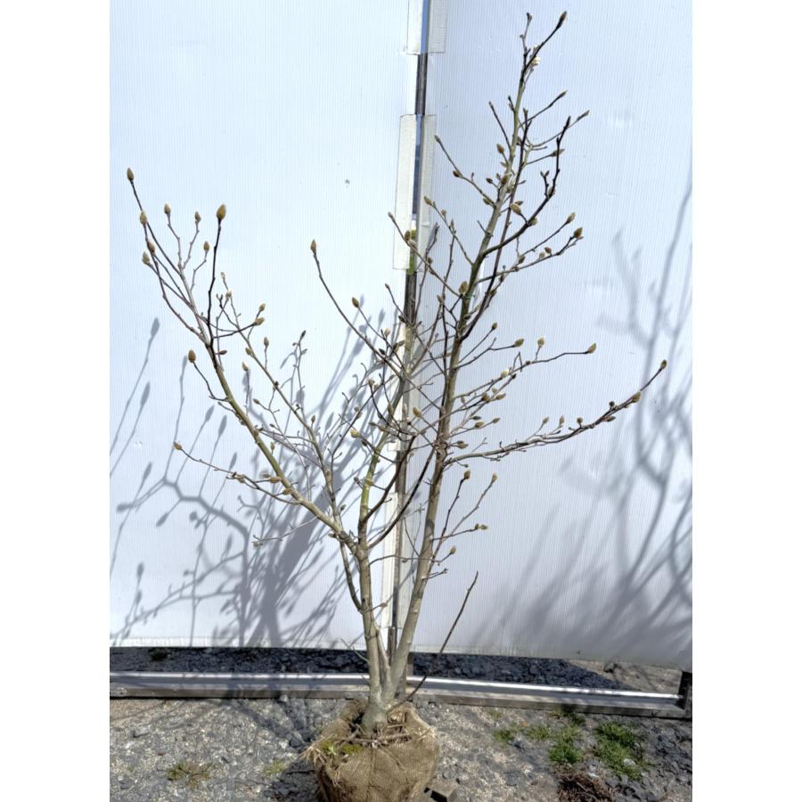 姫コブシ（株立） ピンク姫コブシ 株立ち 約1.5m 現品発送 特大株 植木 苗木 大苗 紅花