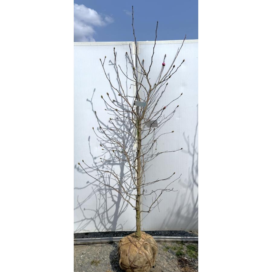 ピンク花姫コブシ 約2.1m 現品発送 特大株 植木 苗木 大苗 桃花