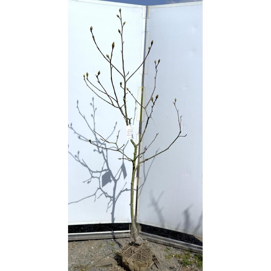 黄花モクレン エリザベス 約1.8m 現品発送 特大植木苗木 黄木蓮 