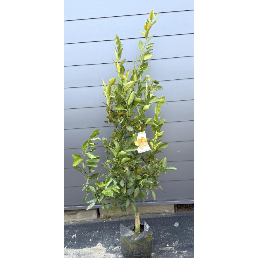 温州蜜柑の苗木 果樹 特大株 苗木・植木 温州蜜柑の苗木 果樹 特大株