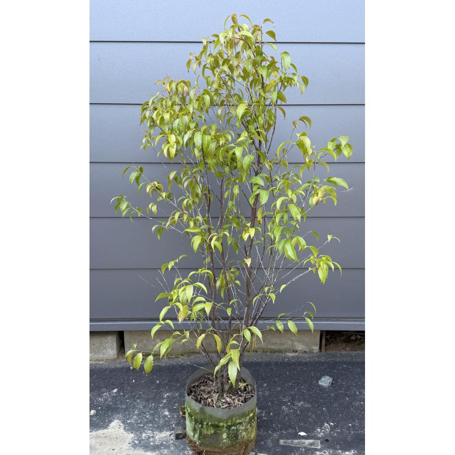 常緑エゴノキ 株立ち 約1.2m 現品発送 特大株 植木 苗木 トキワエゴ