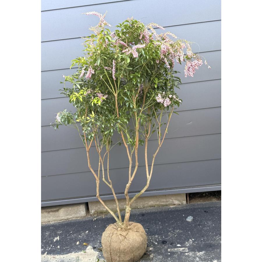 アセビ ピンク花 株立ち 約1.3m 現品発送 植木 苗木 大苗 紅アセビ