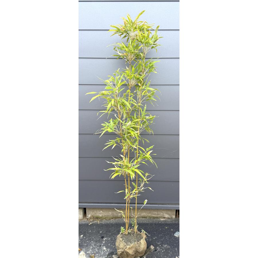 大名竹 株立ち 約1.5m 現品発送 特大株 植木苗木大苗 ダイミョウチク