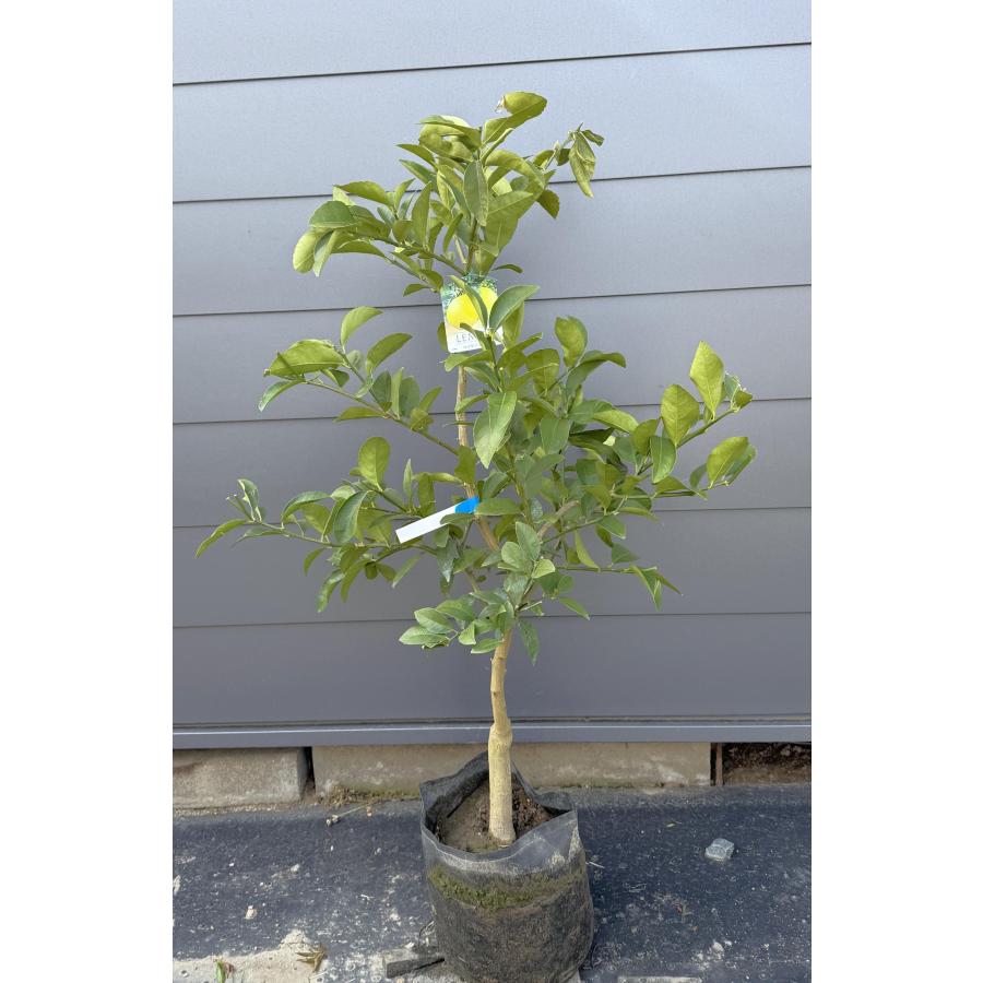 レモンの木 マイヤーレモン 約1.3m 現品発送 豪華株 特大苗 植木 苗木