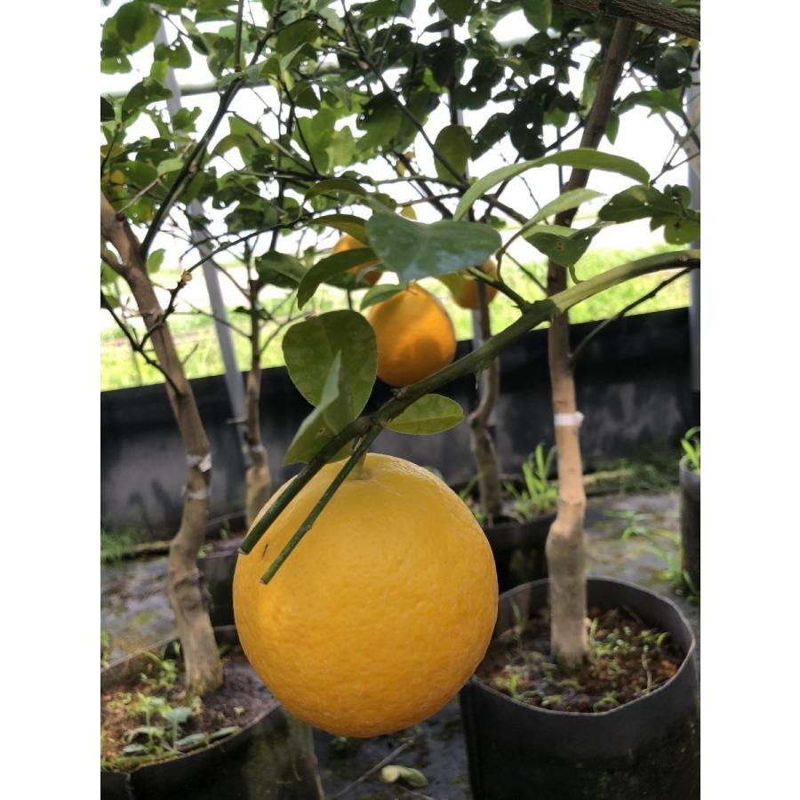 レモンの木 マイヤーレモン 約1.3m 現品発送 豪華株 特大苗 植木 苗木