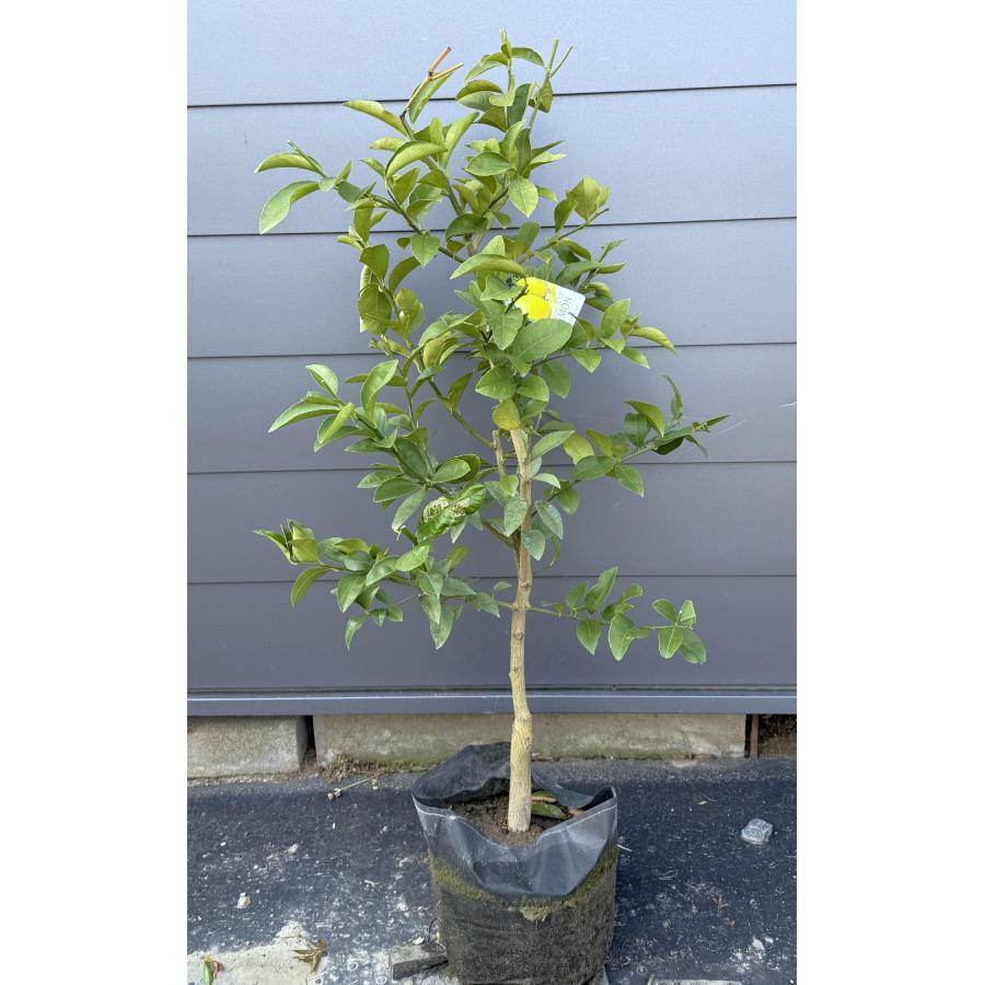 レモンの木 マイヤーレモン 約1.3m 現品発送 豪華株 特大苗 植木 苗木