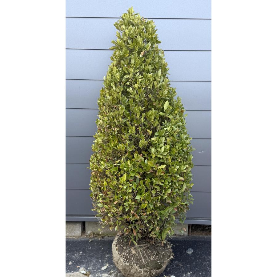 2色咲き 八重咲きクチナシ 約1.5m 現品発送 特大株 大苗植木苗木
