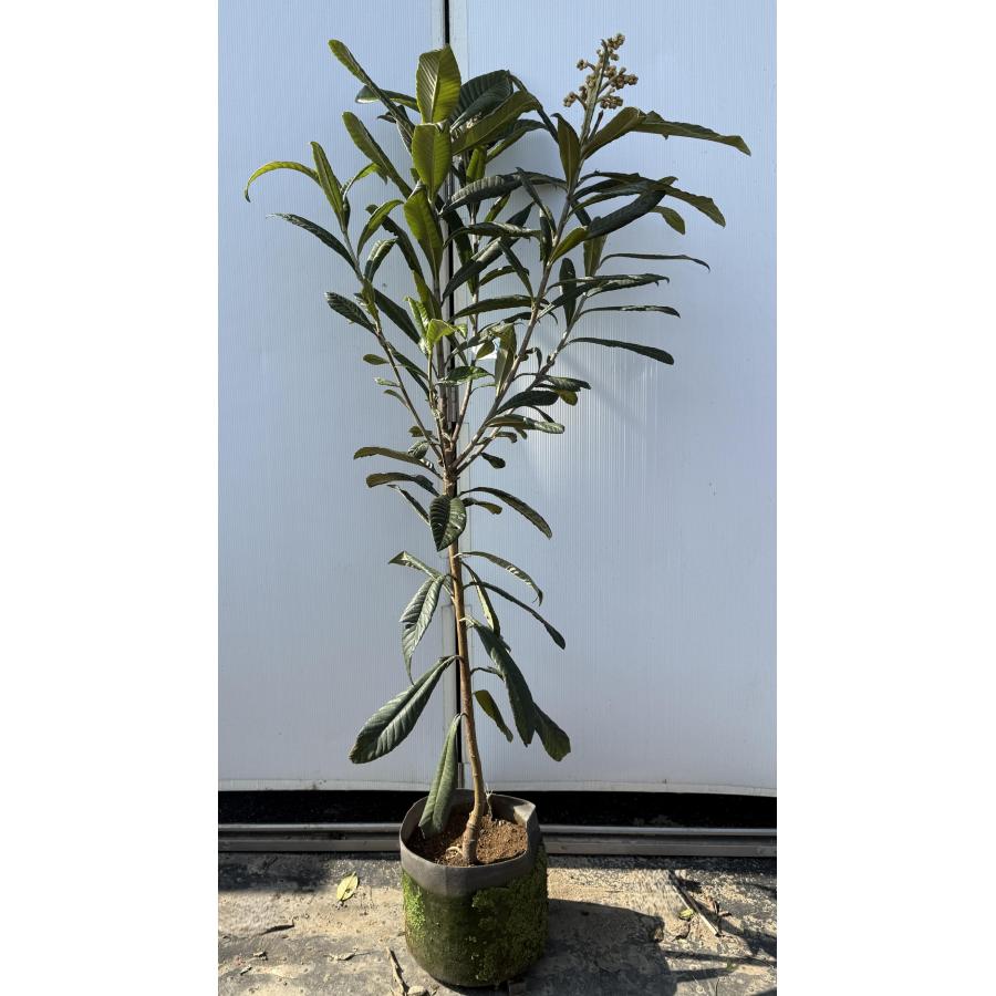 大実ビワの木 クイーン長崎 約1.6m 現品発送 特大植木苗木 大苗果樹