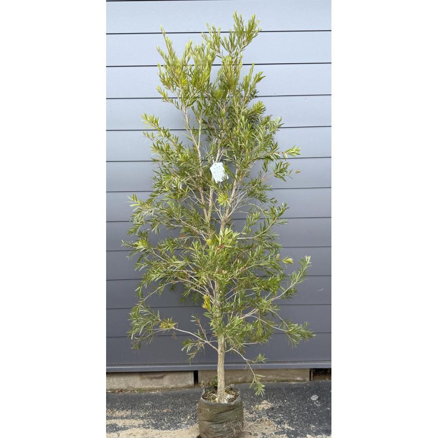 ブラシの木 ドーソンリバー 約2.3m 現品発送 1本株 特大植木苗木