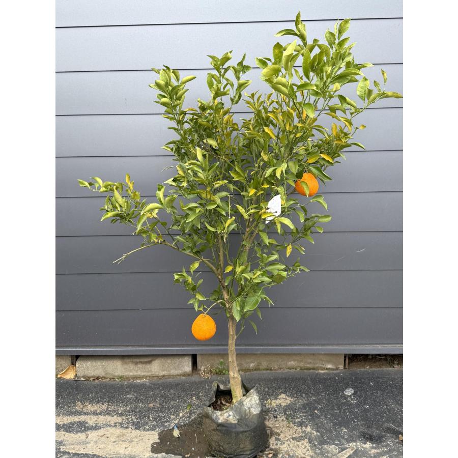 みかんの木 不知火 約1.6m 現品販売 特大株 シラヌイ 植木苗木 蜜柑の