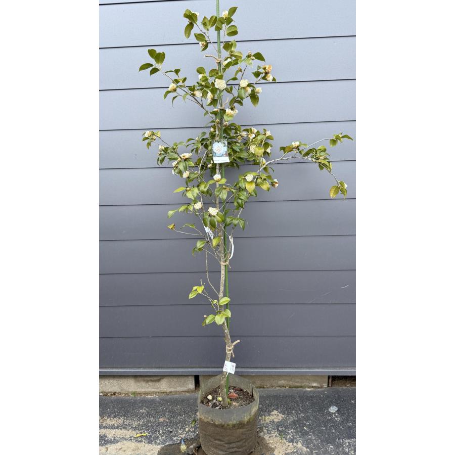 椿の木 白卜判 約2m 現品発送 特大株 シロボクハン ツバキ 植木 苗木