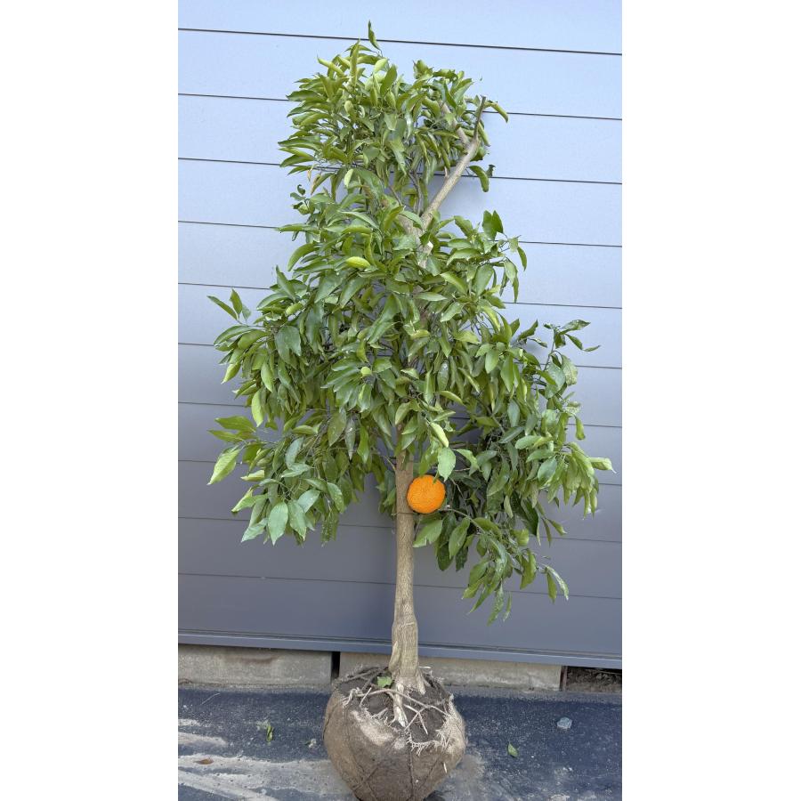 みかんの木 清美タンゴール 約1.8m 現品発送 特大株 植木苗木 清美