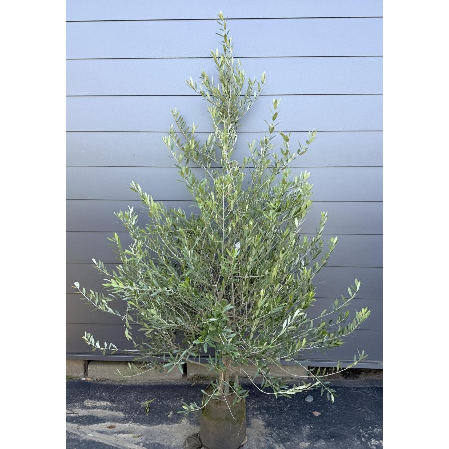 オリーブの木(大苗) 高さ約2メートル【お引取限定】 オリーブの木 ネバジロブランコ 約2.1m 多花品種 現品発送 豪華株