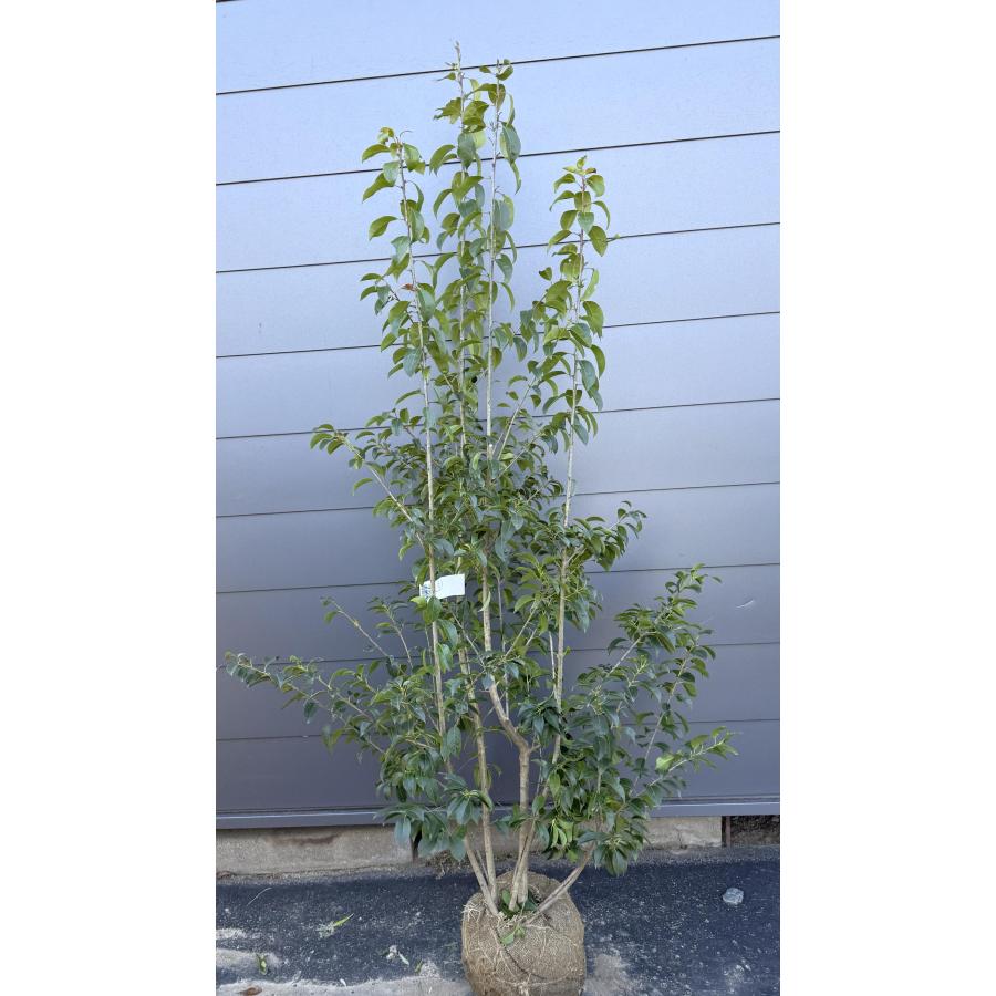 ソヨゴの木 4本株立ち 約1.9m 現品発送 美樹形株 特大株 植木苗木 