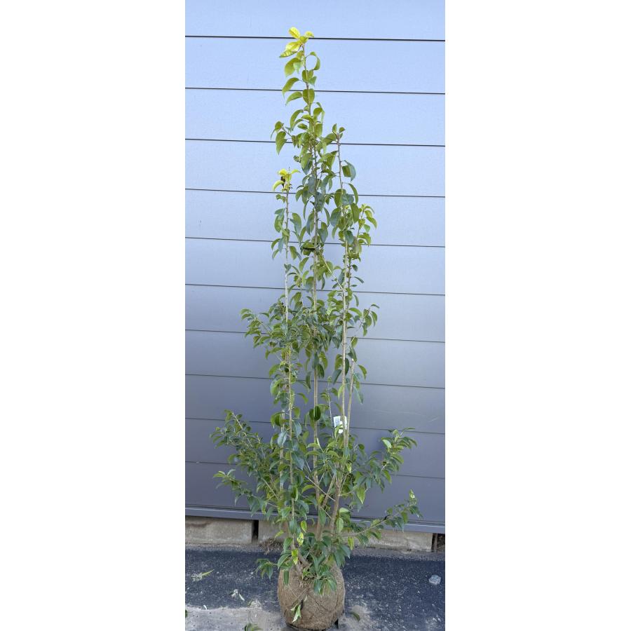 ソヨゴの木 4本株立ち 約1.9m 現品発送 美樹形株 特大株 植木苗木 