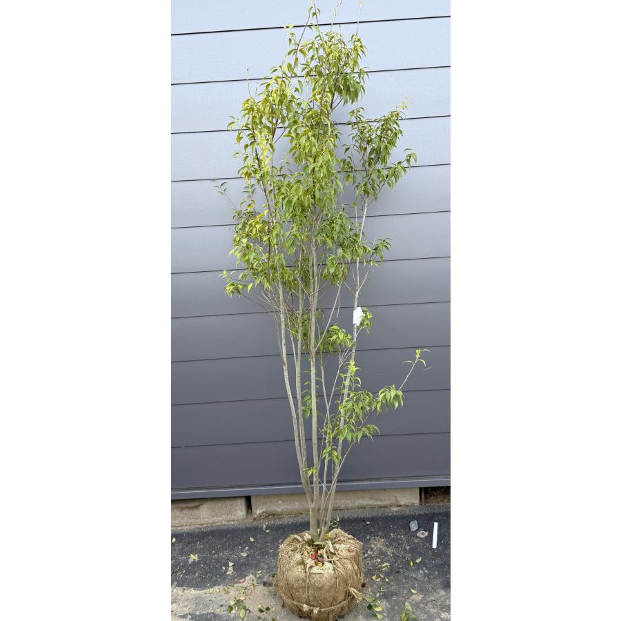 ハイノキ 株立ち 約2m 現品発送 超特大株 植木苗木大苗 灰の木