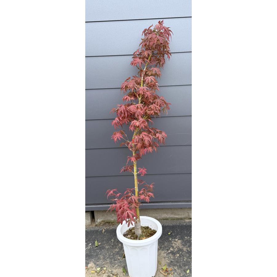 クロビイタヤ苗木　赤紫色紅葉樹　約50センチ 希少種 鉢植えモミジ ゲイシャゴーンワイルド 約1.3m 現品販売 特大株