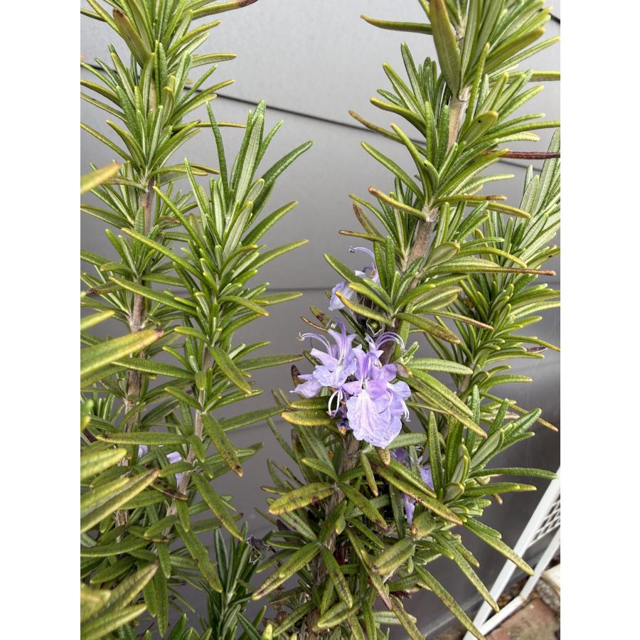 ローズマリー 株立ち 約1.5m 現品発送 特大株 植木 苗木 大苗 ハーブ