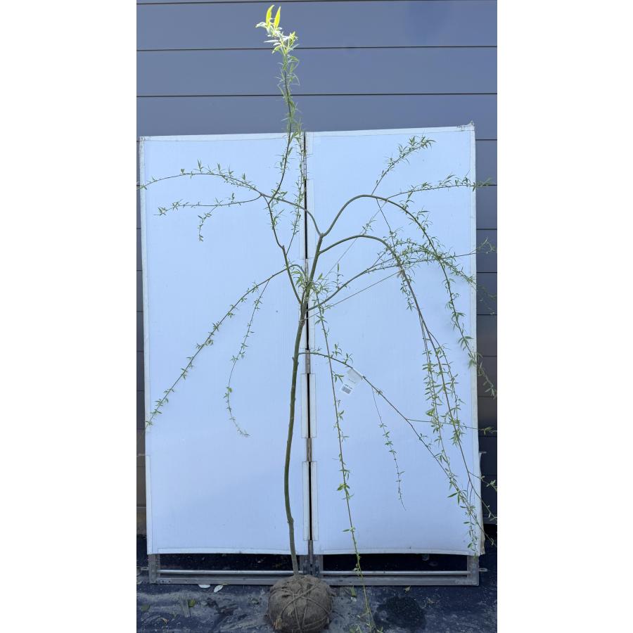 しだれ柳 約1.9m 現品発送 豪華株 特大株 植木 苗木 大苗 枝垂れヤナギ 常緑樹 送料無料 : 大福樹苗園 - 通販 - Yahoo ...