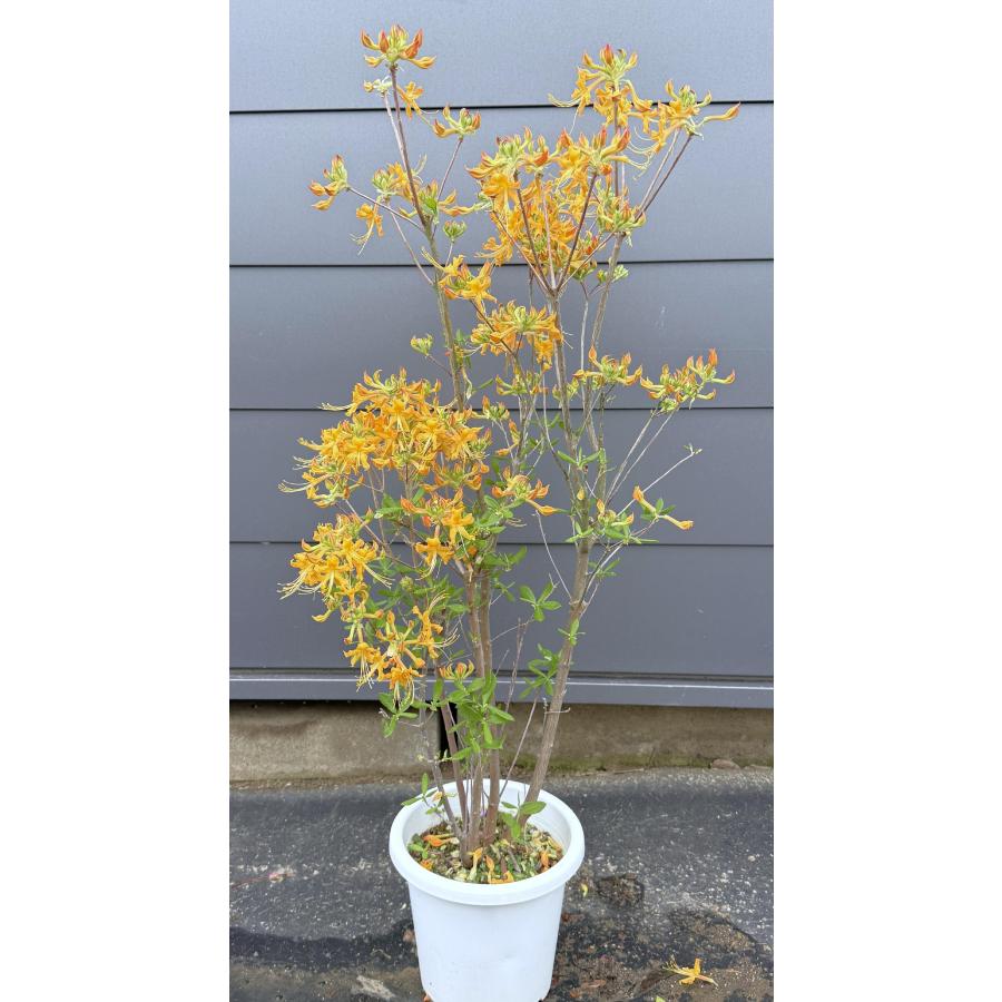 黄花ツツジ ニオイツツジ 株立ち 100cm 現品発送 植木 苗木 大苗