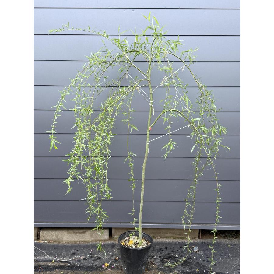 鉢植えしだれ柳 約1.8m 現品発送 豪華株 特大株 植木 苗木 大苗 枝垂れヤナギ 常緑樹 送料無料 : 大福樹苗園 - 通販 ...