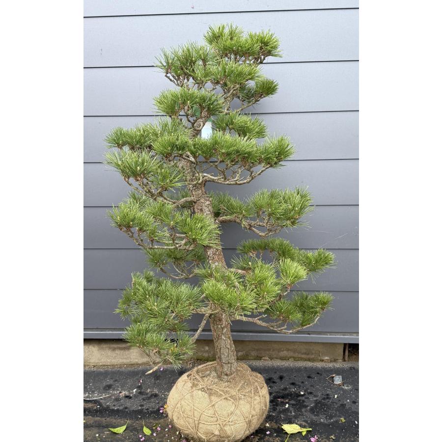 黒松 約1.4m 超特大株 現品発送 一点物 段仕立て 植木 苗木 大苗 段