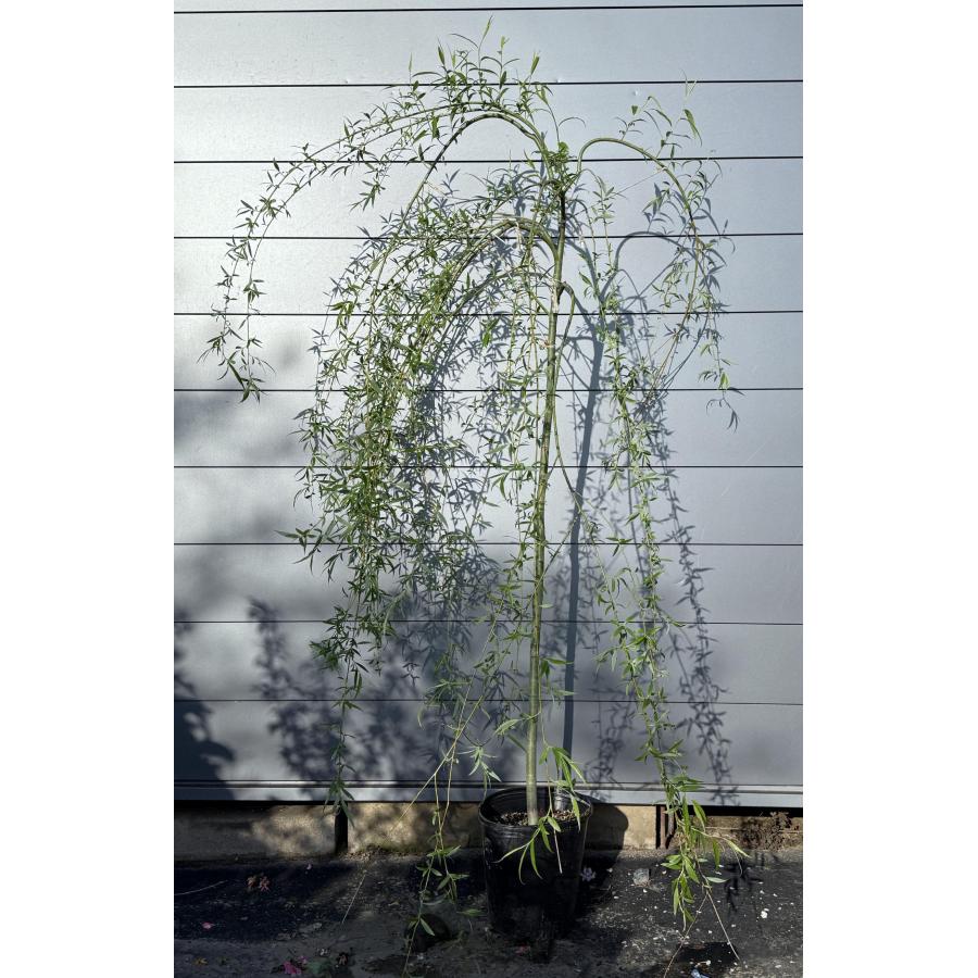 鉢植えしだれ柳 約1.8m 現品発送 豪華株 特大株 植木 苗木 大苗 枝垂れヤナギ 常緑樹 送料無料 : 大福樹苗園 - 通販 ...