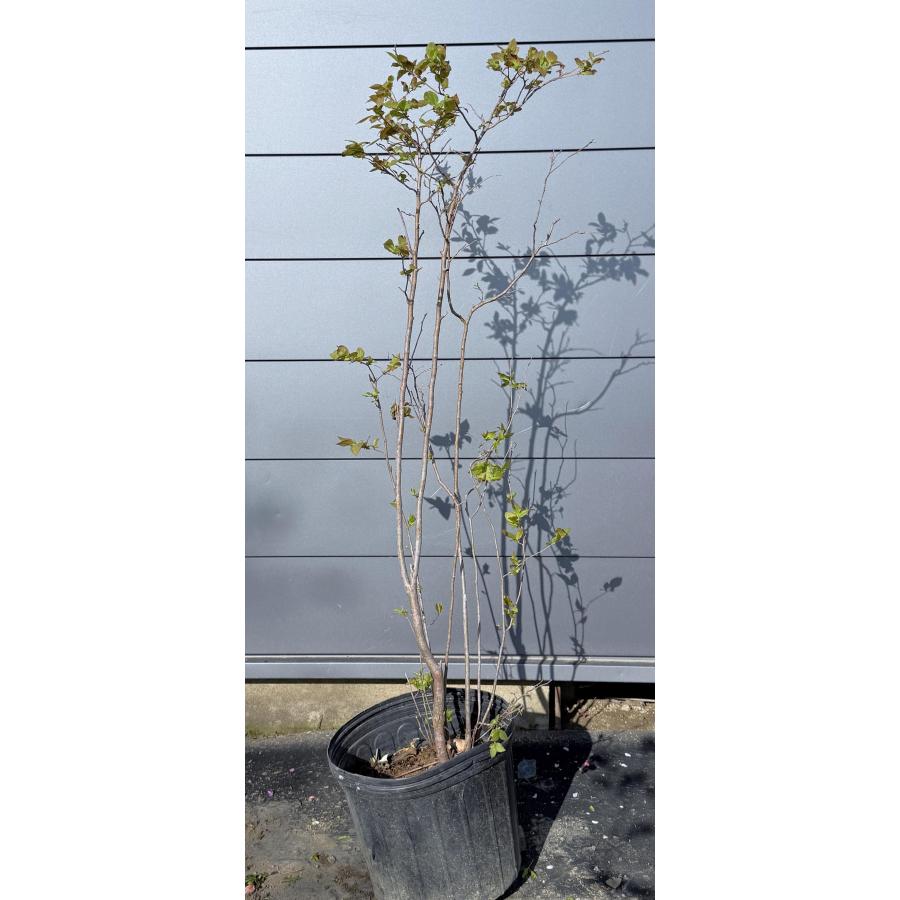 鉢植え夏ハゼ 5本株立ち 約1.3m 現品発送 特大株 植木 苗木 大苗