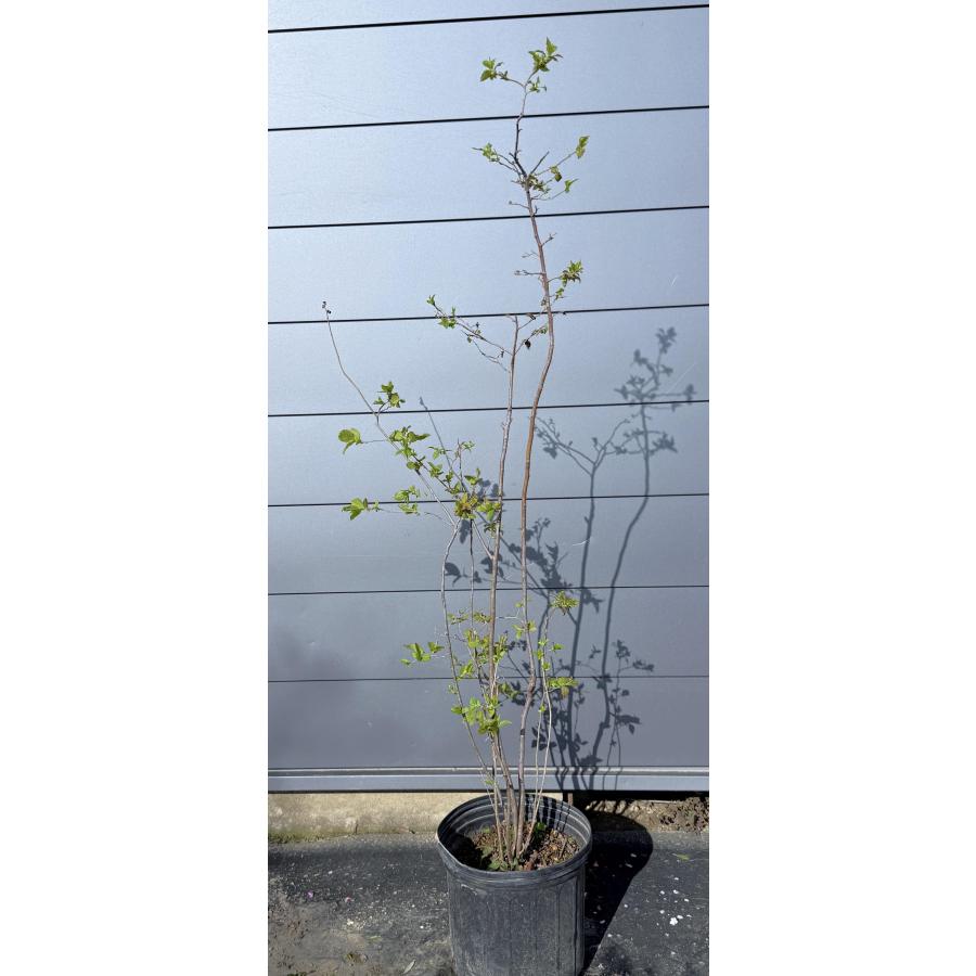 ナツハゼ　株立ち　420 鉢植え夏ハゼ 株立ち 約1.5m 現品発送 豪華株 特大苗木 植木 大苗