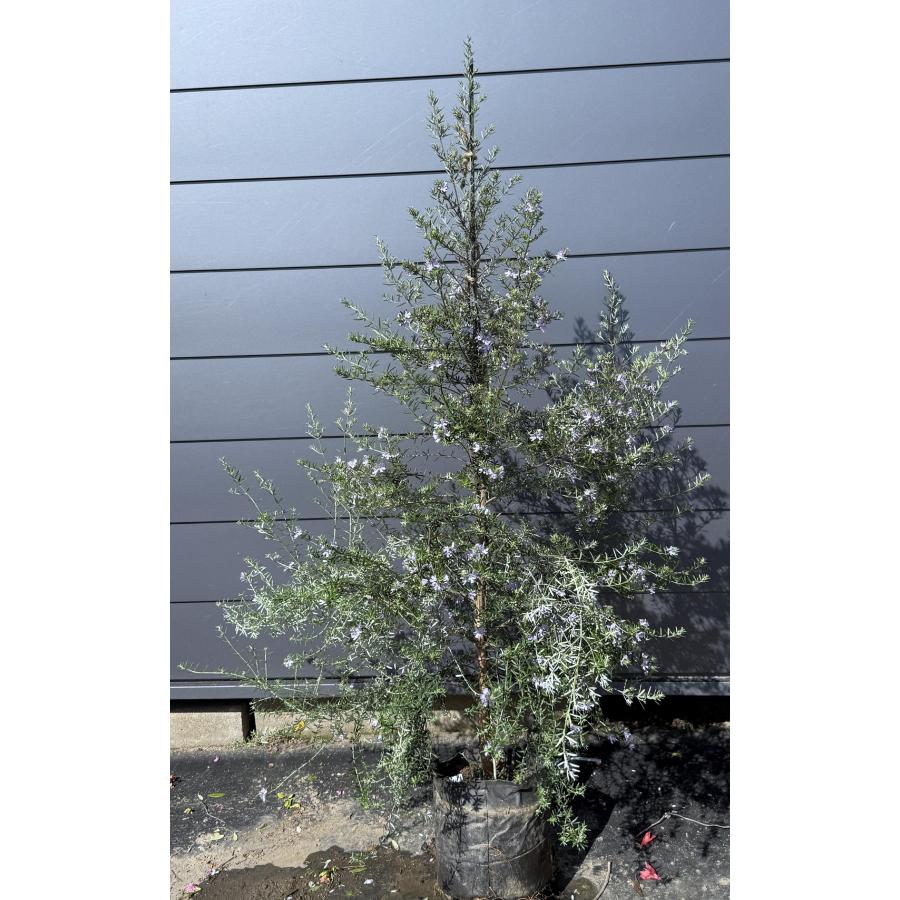 四季咲きウエストリンギア 約1.5m 現品発送 特大植木苗木
