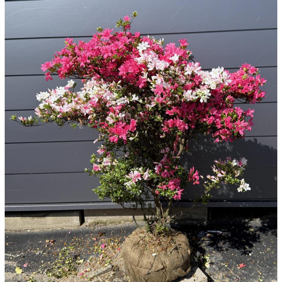 3色咲き久留米ツツジ 常夏 株立ち 1.3m 現品発送 特大株 植木苗木