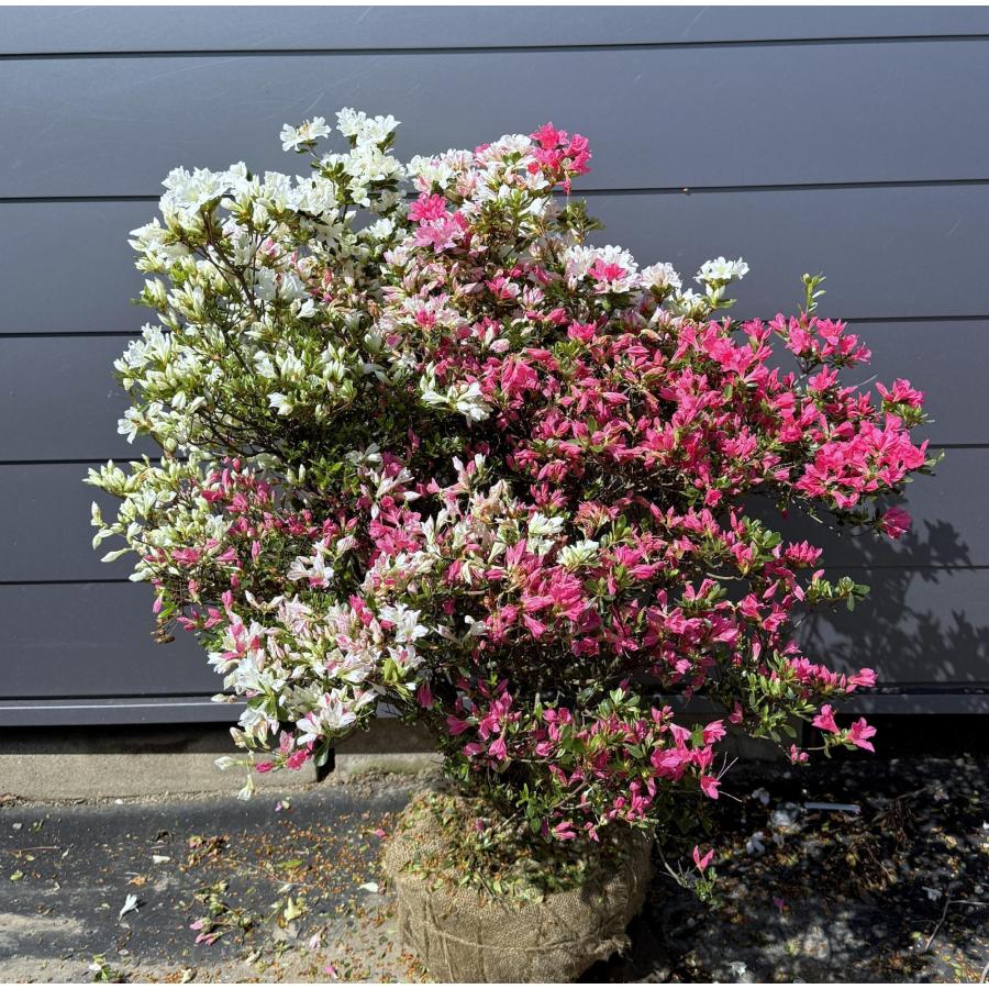 3色咲き久留米ツツジ 常夏 株立ち 1.1m 現品発送 特大株 植木苗木