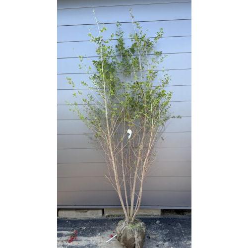 エゴの木 7本株立ち 約2.5m 現品発送 一点物 豪華株 超特大株 植木