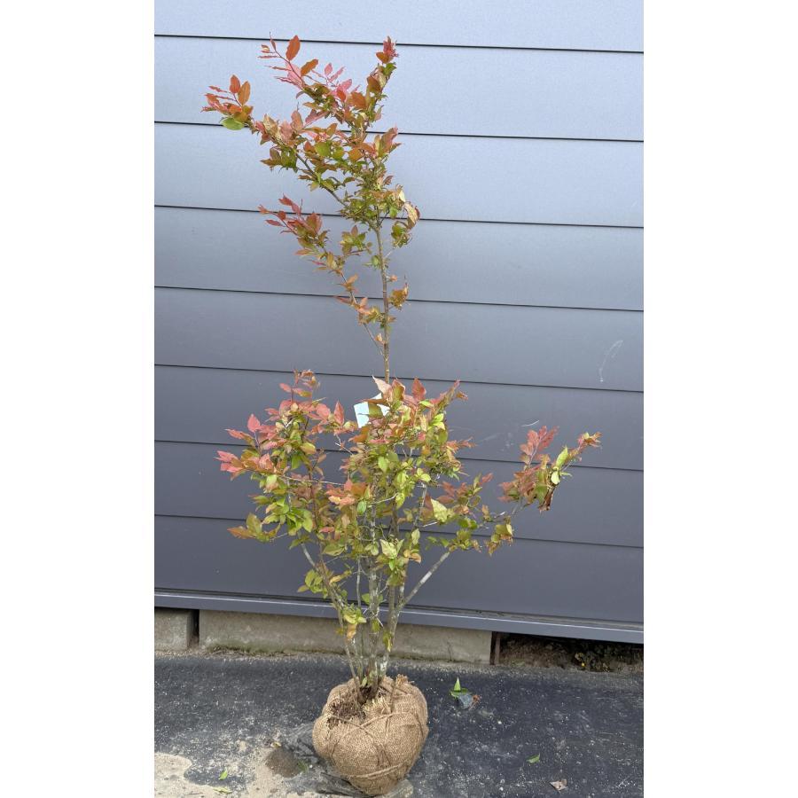 鉢植え夏ハゼ 6本株立ち 約1.5m 現品発送 豪華株 特大苗木 植木 大苗